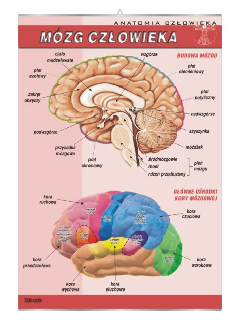 Mózg człowieka | Visual System