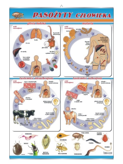 Pasożyty człowieka: glista ludzka, malaria, tasiemiec | Visual System